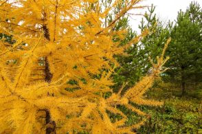 Il bosco nel piatto. Dallo scarto di lavorazione del legno ecco l’integratore alimentare