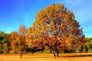 I colori dell’autunno bellunese: ecco la rassegna sul foliage