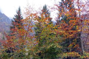 Passeggiata nel foliage, in Val Canzoi