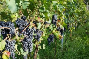 Poca ma buona: la vendemmia segna un calo nella produzione