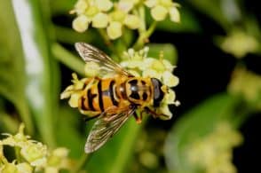Riconoscere gli insetti impollinatori, un corso con il Parco