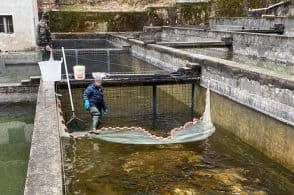 Trota marmorata: si punta a produrre un milione di uova