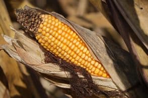 Nasce il biodistretto Terre Bellunesi: sarà tra i più grandi d’Italia