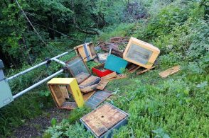 Ancora l’orso, stavolta ha colpito un apiario a Faè
