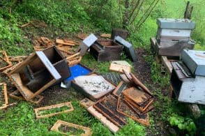Un orso di passaggio in Val di Zoldo fa scorpacciata di miele