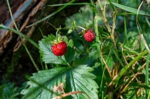 Le fragoline di bosco amiche dei capelli, nella ricerca di Unifarco