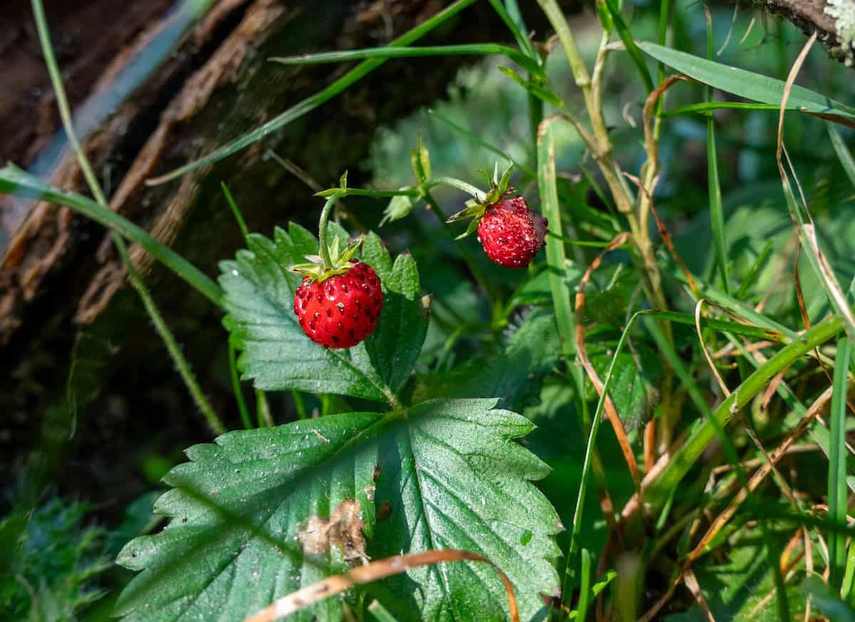Fragoline Le fragoline di bosco amiche dei capelli, nella ricerca di Unifarco ...