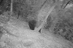 Orso nel Feltrino, la Polizia Provinciale invita gli apicoltori alla tutela delle arnie
