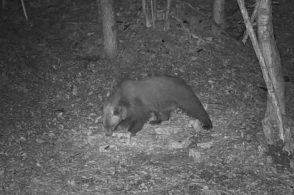 Un orso di passaggio nel Basso Feltrino: fototrappolato sul Monte Roncon
