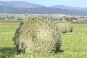 Maltempo, l’agricoltura paga i danni: «Situazione drammatica per la fienagione»