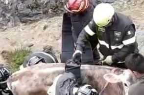 Vitella cade in un canale, la salvano i pompieri