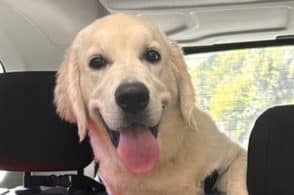 Un cane d’assistenza per il piccolo Joshua: parte raccolta fondi online