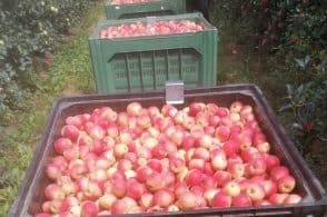 Mele estive, in Veneto qualità e prezzi soddisfacenti
