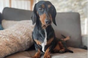 Ritrovato Leone: il cane scomparso da 10mila euro è tornato a casa