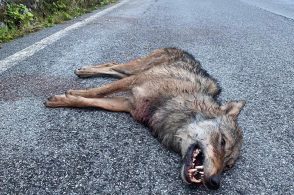 Due lupi investiti, la Polizia Provinciale ha recuperato le carcasse
