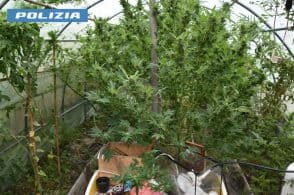 Aveva una piantagione di marijuana: arrestato 49enne