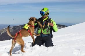 I cani da valanga si allenano a Cortina
