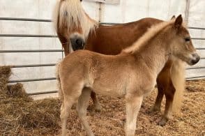 Alla fattoria degli animali di Agrimont arrivano nuovi cuccioli: c’è la puledra Lora