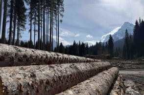 Parte dalla Val Visdende la difesa anti-bostrico