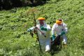 Lamon, conclusa la seconda campagna contro il Panace di Mantegazza
