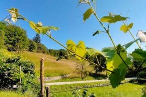La vite fiorisce in pieno agosto: un’anomalia che incuriosisce