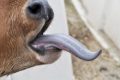 “Blue tongue”, sette focolai in Alpago: «Ma nessun rischio per l’uomo»