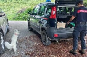 Porcini selvaggi e multe salate: blitz dei Forestali tra Cadore e Comelico