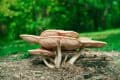 Funghi, passione (e regole): 24 multe nel Bellunese