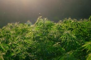 hemp, plant, nature, hemp field, leaves, foliage, plantation, marijuana leaves, backlighting, green