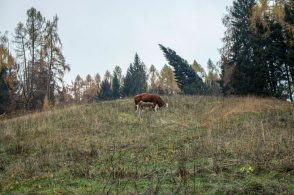 Ecosistema Urbano 2025: Belluno risale, ma non mancano le difficoltà