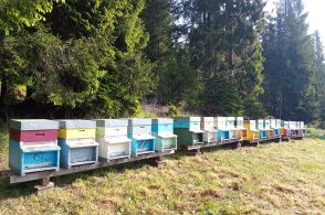 Dalla montagna al podio: il miele di Danta premiato tra 1800 campioni