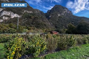 Coltivava cannabis e la vendeva in negozio: blitz della Mobile a Longarone