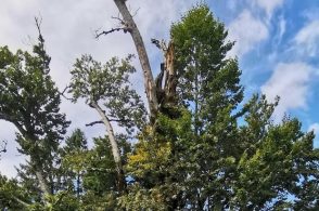 Il Fagher&ograve;n di Sant&rsquo;Anna verso il riconoscimento di albero monumentale&nbsp;