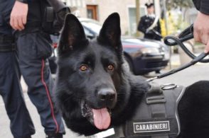 Droga, armi e un arresto: tre interventi in 48 ore tra Belluno e Agordino