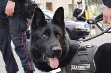 Droga, armi e un arresto: tre interventi in 48 ore tra Belluno e Agordino