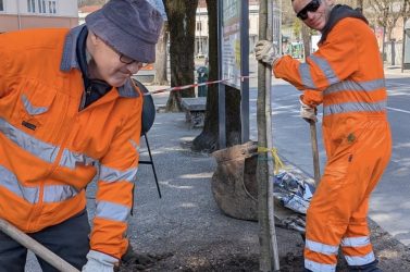 Ripiantuazione nel Centro storico: Belluno rinnova il patrimonio verde