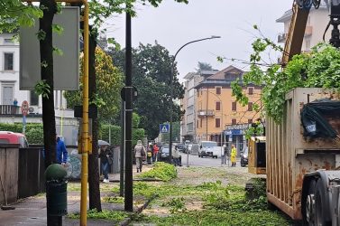 Via Feltre, abbattuti i primi tigli, ma le polemiche non si fermano