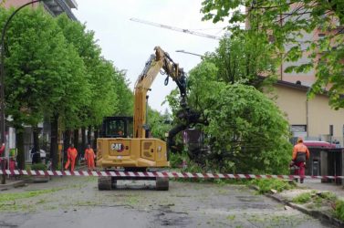 Via Feltre, la voce dei residenti: «Settantadue tigli abbattuti senza confronto»