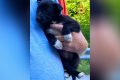 Due cuccioli abbandonati salvati dai vigili del fuoco: uno era caduto in un pozzetto