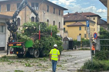 Viale Fantuzzi, Belluno abbatte altri alberi: continua la “guerra al verde”