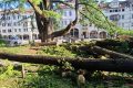 Belluno prova a salvare il cedro monumentale di piazza dei Martiri