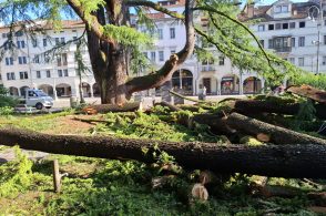 Belluno prova a salvare il cedro monumentale di piazza dei Martiri