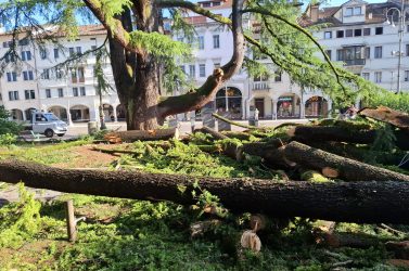 Belluno prova a salvare il cedro monumentale di piazza dei Martiri