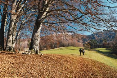 60 mila euro per lo sfalcio dei prati privati: domande entro il 30 settembre