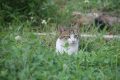 Sedico, spariti decine di gatti: AIDAA presenta un esposto in procura