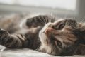 Sedico, crescono le segnalazioni di gatti scomparsi: AIDAA chiede indagini mirate