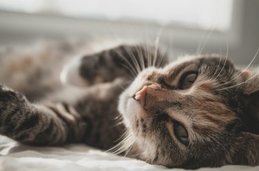 Sedico, crescono le segnalazioni di gatti scomparsi: AIDAA chiede indagini mirate