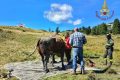 Mucca impantanata per ore: recuperata dai Vigili del Fuoco con l’elicottero
