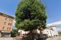 Nuovo caso alberi a Belluno, Italia Nostra difende il cedro di via Feltre.